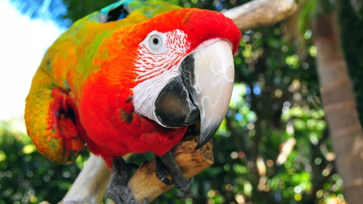 The Parrot Place - The Parrots Nest