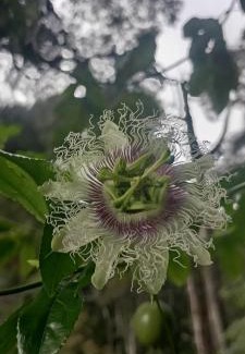 Nuwara Eliya House | දොල අද්දර Dola Addara