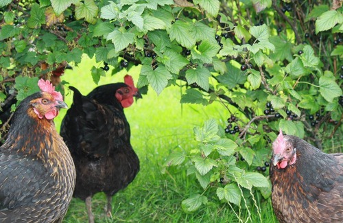 Penrith Cottage | 1 bedroom accommodation in Watermillock, near Ullswater