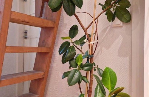 Etu-Toolo Apartment | 18 m² Apartment ∙ 1 bedroom ∙ 2 guests