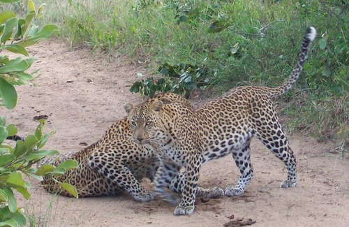 Thorny Bush Game Reserve Cabin | 3 bed bush-tent under 3 trees, for couple plus chaperone Free lion hyena sounds