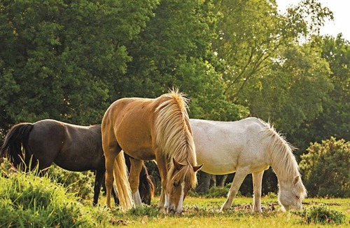 New Forest District House | 3 bedroom accommodation in Godshill, Fordingbridge