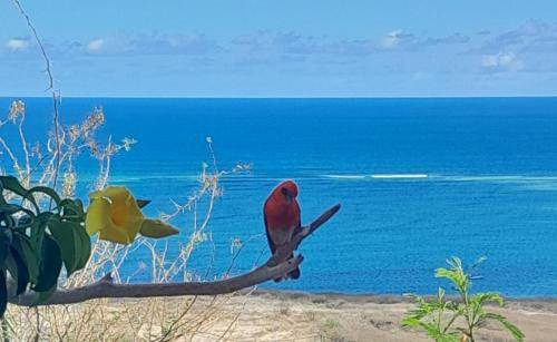 Rodrigues Island Apartment | 35 m² Apartment ∙ 1 bedroom ∙ 2 guests