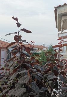 Pefkochori House | 4 Bedroom House Florinas