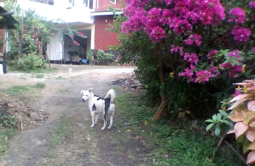 Matale House | 50 Years old House and one Acre Property