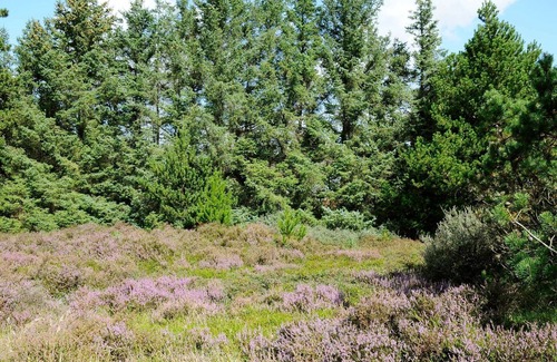 Kongsmark House | 6 person holiday home in Rømø