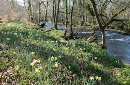 Moretonhampstead Cabin | A Luxurious Lodge Nestling Beside The River Teign In Dartmoor National Park