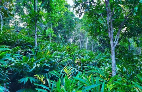 Devikolam Cottage | A one Cottage Munnar