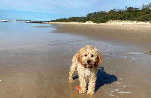 Wurtulla House | Absolute Beach Front Home -Dogs, Surf, Relax, Bush