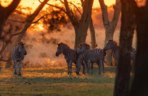 Hluhluwe Cabin | AfriCamps at Bonamanzi Game Reserve