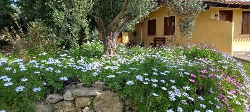 Riola Sardo House | Agriturismo Bachile Bertula