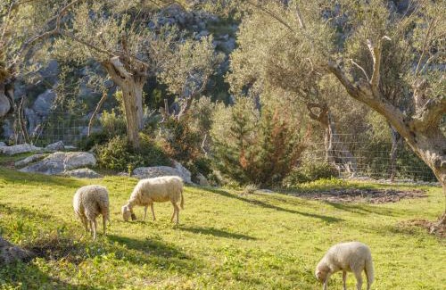 Soller House | Agroturismo Muleta de Ca S'hereu