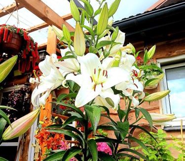 Zamosc House | Agroturystyka Pod Kogutem