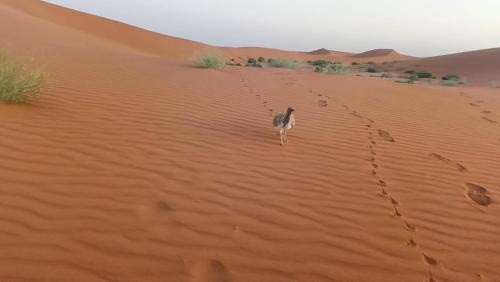 El Gouera Other | Akwabir camp