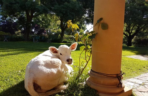 Sampson Flat Bed & Breakfast | AL RU Farm