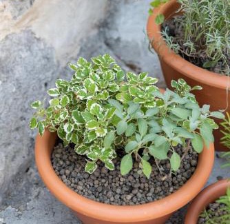Sasso Barisano Apartment | Al Sasso