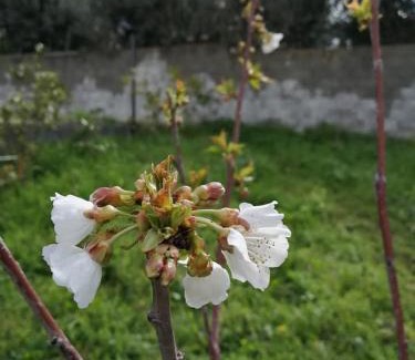Sassari Bed & Breakfast | Albero della musica