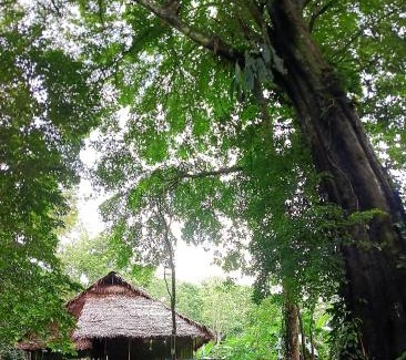 Saquena Cabin | Allpayacu Adventures Lodge - All Inclusive
