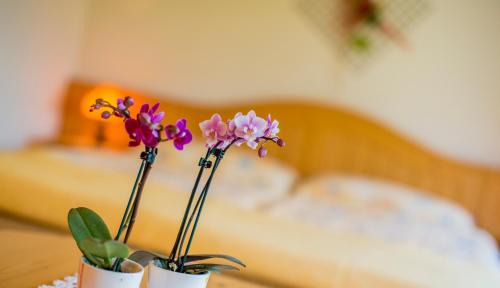 Wiler Hotel | Alpenhotel zur Wildi Lauchernalp