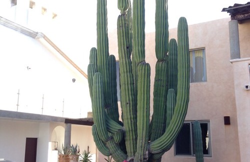 Marina Real House | Amezing Sahuaro House At Marina Real