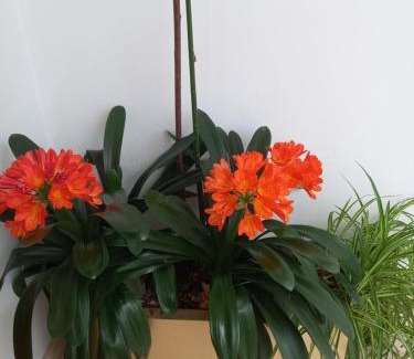 Puente Nuevo Apartment | Apartamentos Rurales Llagumelon