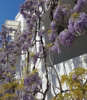 Hvar House | Apartmani Šurlin