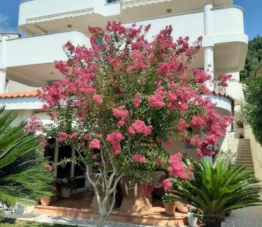 Sutomore Apartment | Apartments Villa Mare Mar
