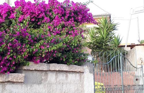 Porto Pollo Apartment | Appartamento La casa di Milena