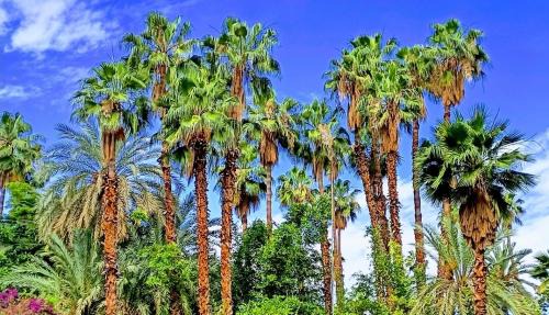 Majorelle Apartment | Appartement Luxe 2 Chambres Vue Directe Jardin Majorelle YSL