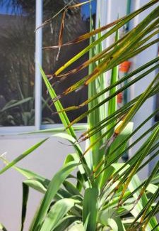 Catamarca Apartment | Alborada