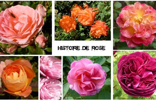 Essey Bed & Breakfast | Au Rendez vous de l'Auxois B&B