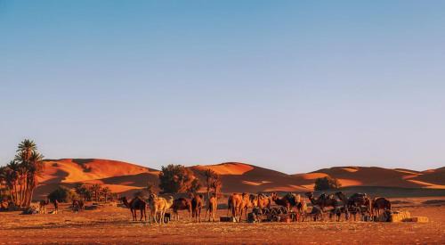 Hassilabied Bed & Breakfast | Auberge Camping Ocean des dunes