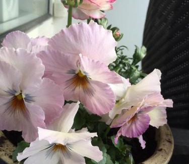 Simrishamn Bed & Breakfast | Aurora Bed & Breakfast
