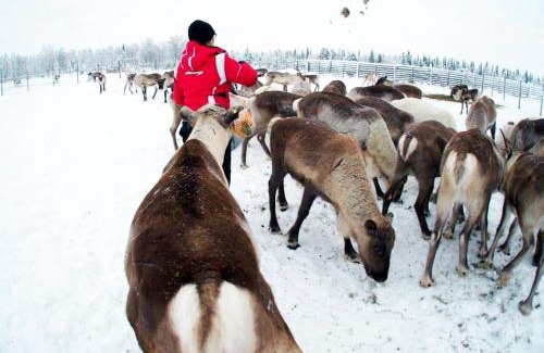 Savukoski House | Authentic Countryhouse at the Reindeer Farm