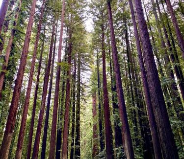 Myers Flat House | Avenue of the Giants Caraway Cottage (#3)