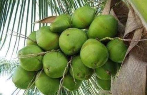 Irinjalakuda House | Ayur Padma Subram Home Stay