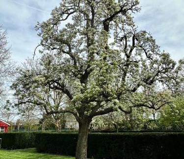 Eck en Wiel Bed & Breakfast | B&B de Perenboom