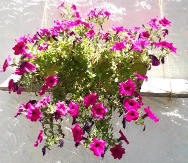Sorso Bed & Breakfast | B&B I Limoni