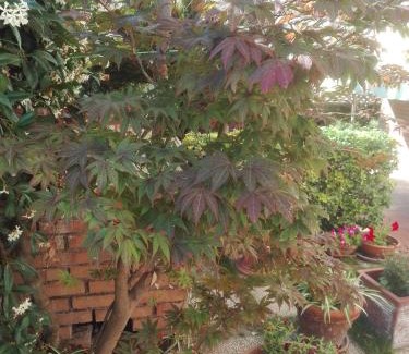 Isola Sacra Bed & Breakfast | B&B melody