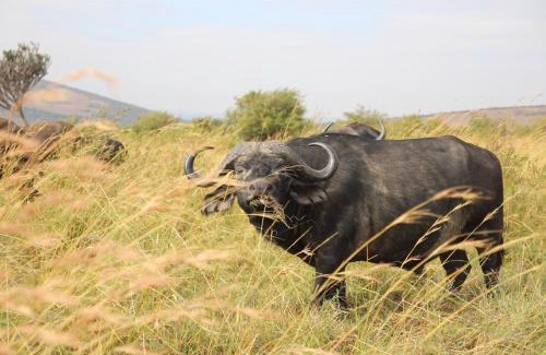 Rooiberg Cabin | Babirwa Golf and Bush Lodge by Euphoric Leisure