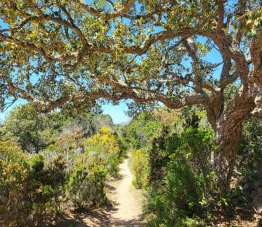 Conca Bed & Breakfast | BandB - les rosiers - Corse - chambre Garance