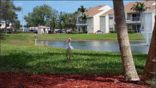 Indian Harbour Beach Apartment | Beachside Pond View Retreat - BC155