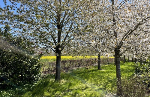 Splietsdorf Apartment | Beautiful apartment for 3 guests with WIFI, TV, terrace and pets allowed