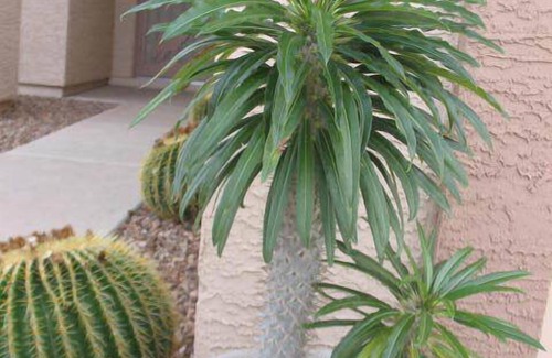 Gold Canyon House | Beautiful Gold Canyon Home- Golf Community