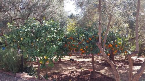 Ait Zat Apartment | Beautiful peaceful haven with free breakfast