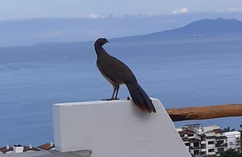 Downtown Puerto Vallarta Apartment | Beautiful view from penthouse suite. Pool, terrace, bar.