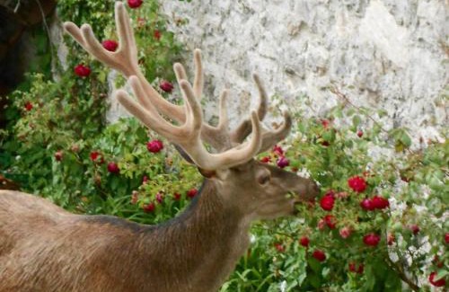 Villetta Barrea Bed & Breakfast | Bed & Breakfast De Contra