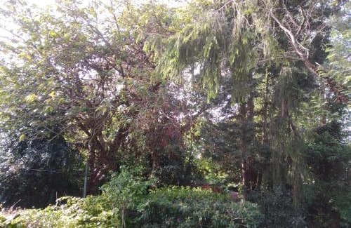 Zuidlaren Bed & Breakfast | Bed & Breakfast Zuidlaren