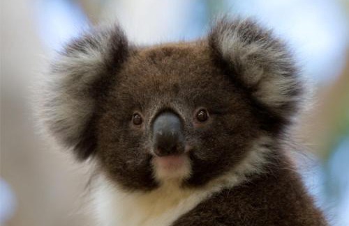 Cape Otway Resort | Bimbi Park - Camping Under Koalas