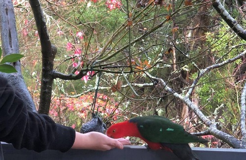 Woori Yallock Cottage | Bird Hill - An Amazing Place to Stay, with nature at every window